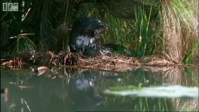 The Ferocious Looking Nile Monitor | BBC Earth