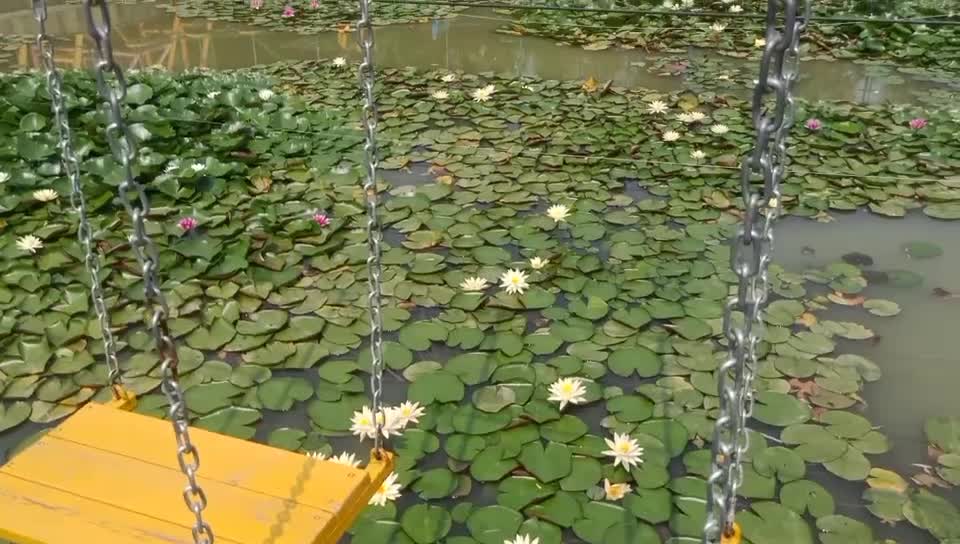 A pond full of lotus flowers.