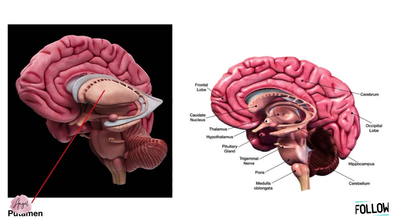 Ventricles of the Brain_ Anatomy and Cerebrospinal Fluid (CSF) Circulation