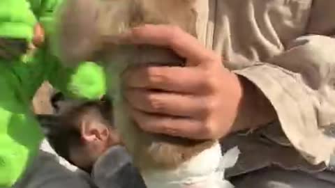 Baby Monkey Fight