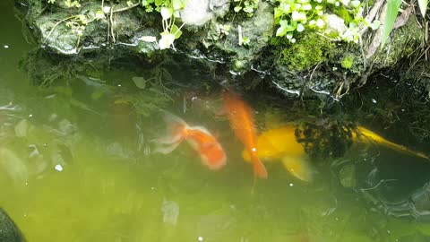 The goldfish are swimming around