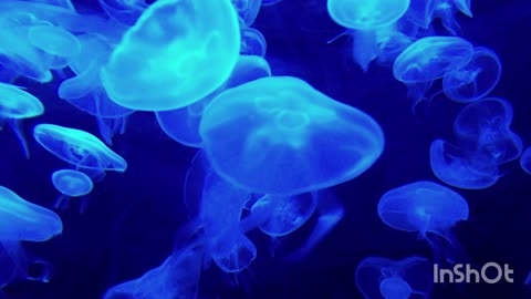 God`s creation - Jellyfish.mp4