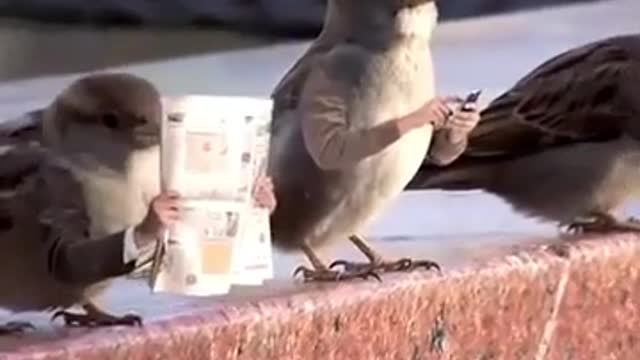 Birds have arms