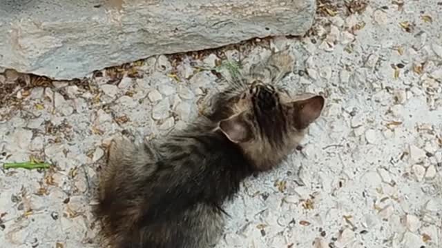 A cute cats fighting