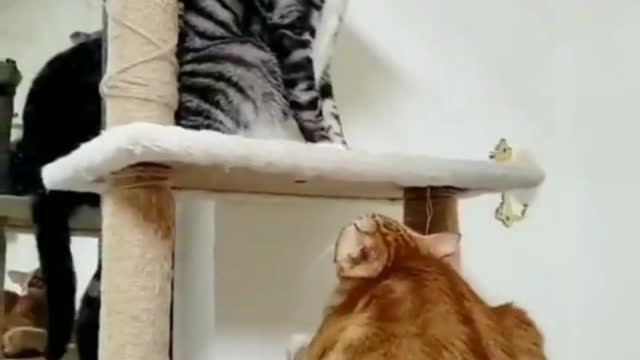 Don't angry me. Funny cat video