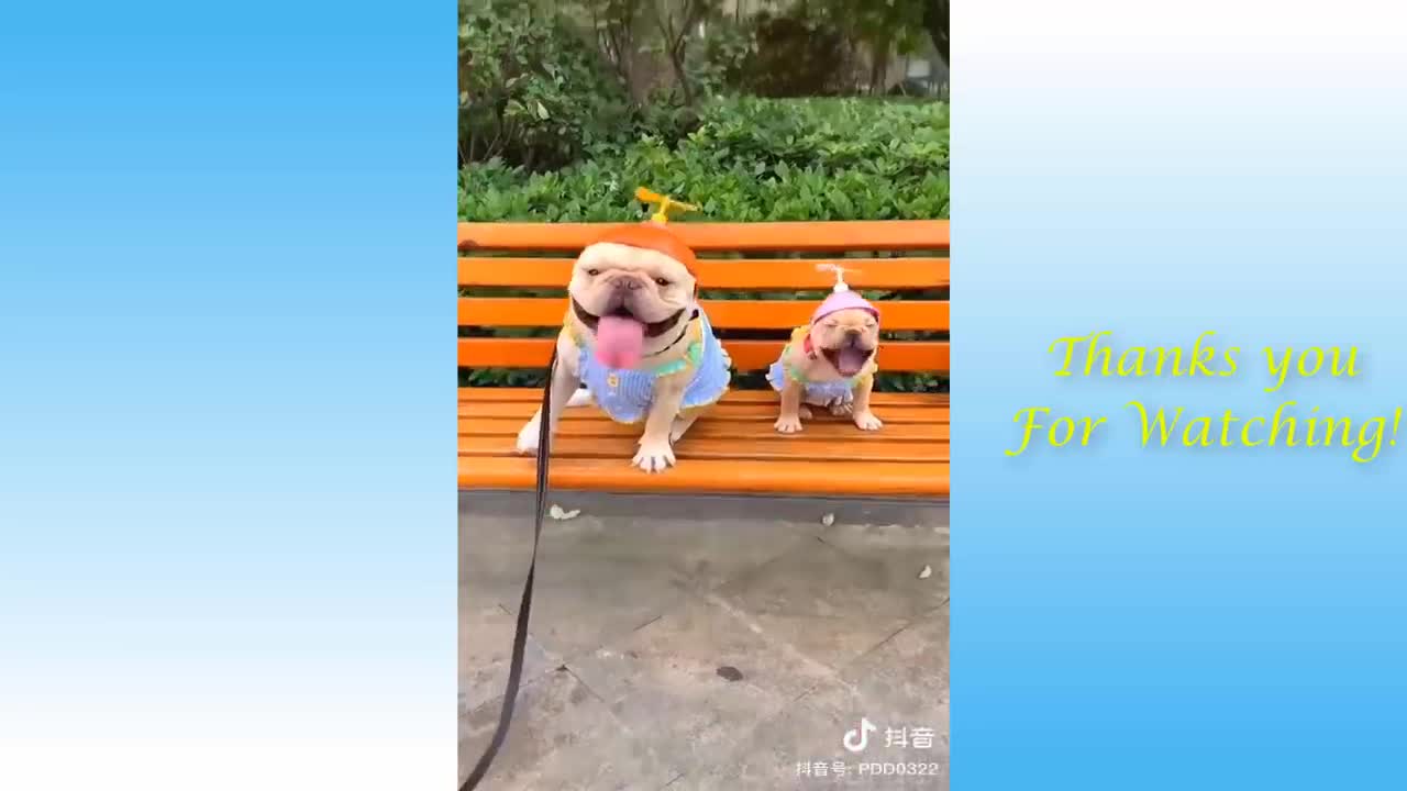 the newest compilation of cute and funny pets