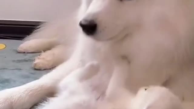 Funny and cute cat vs dog