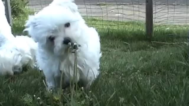 CUTE PUPPIES!!- 8 Weeks Old- Puppies vs Cat!