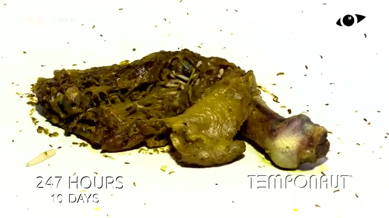 Chicken Drum Timelapse