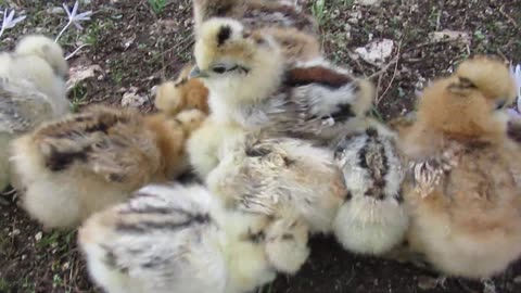 Red silkie chicks and 1 buff