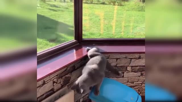 Baby Cats - Cute and Funny Baby Cat Videos Compilation