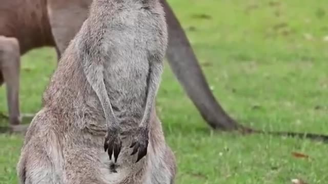 Why kangaroos can't walk, only jump