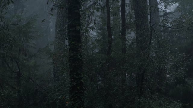 Relaxing Rain