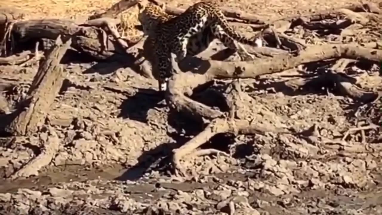 Leopard caught the deer by deception #shorts #shortsvideo #video #viral