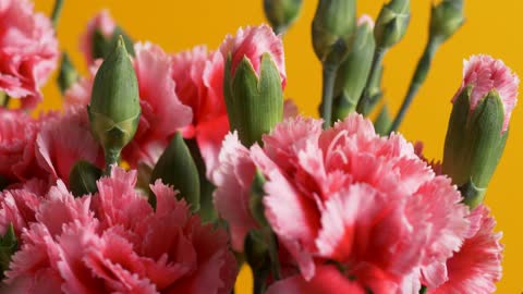 A bouquet of Pink flowers