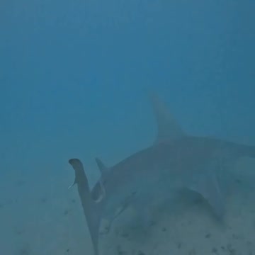 Fish Swimming In The Sae #Fish_Swimming_In_The_Sea#animals_Nuture #tortoise #Recpect