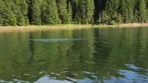 Respect feeding wild bald eagle