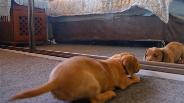 Struggling puppy watching himself in the mirror..