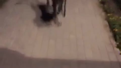 Golden retriever walking himself next to owner