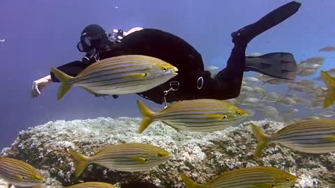 Under the sea video watch the beautiful fish and scenery