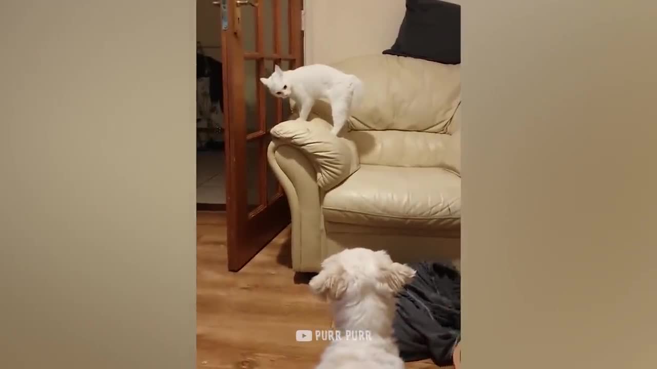 Funny Videos - Cats X Cucumbers + Thug Life Cats !!!