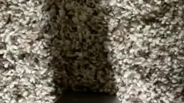 Cute Cat Singing Ah Aaaaa aa | Cute Animal Videos | Full Screen Whatsapp Status | #shorts