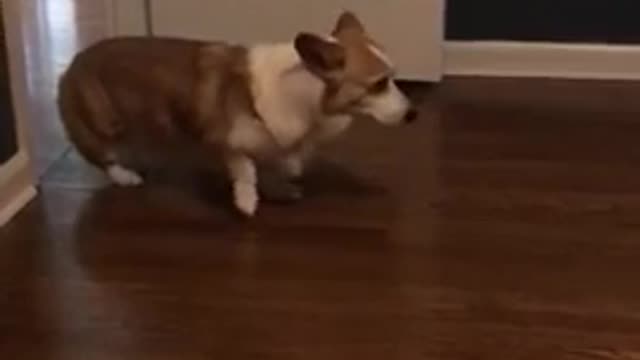 Sneaky Corgi Exits Room… By Walking Backwards