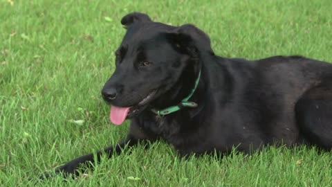 a black dog lies resting on a green lawn