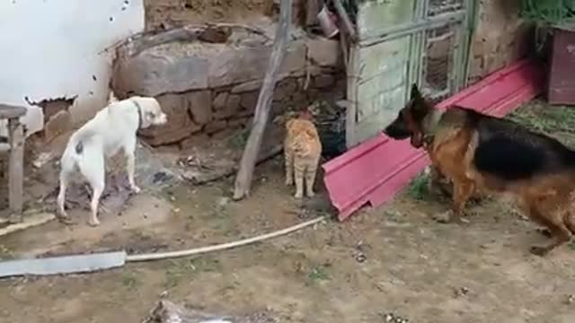 Dog and little cat fighting