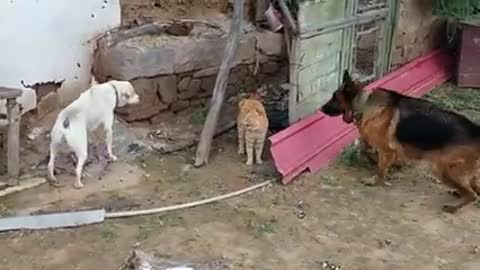 Dog and little cat fighting