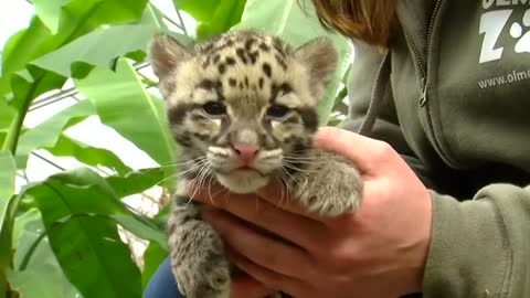 Baby animals delight crowds around the world