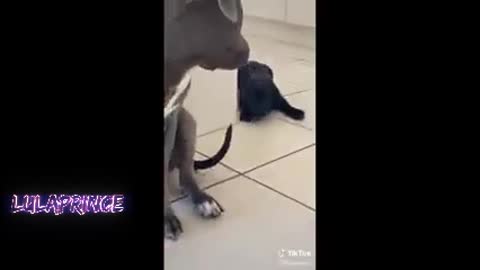 very funny video in rumble #funny #tiktok #viral