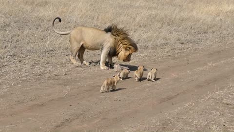 Lion dad tries to ditch his little kids