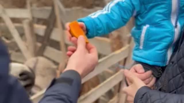 Вaby feeding a donkey😄