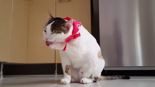 Beautiful white Cute Cat