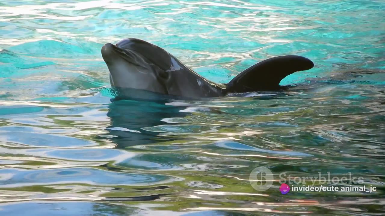 Playful Dolphin Encounters