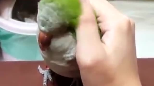 Try Not To Laugh Funny Birds Video Compilation cute moment