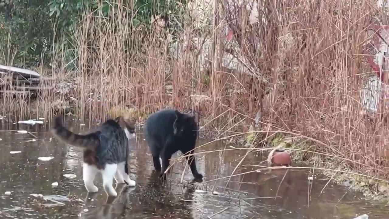 The cat on the ice is not so flexible, a hard slide