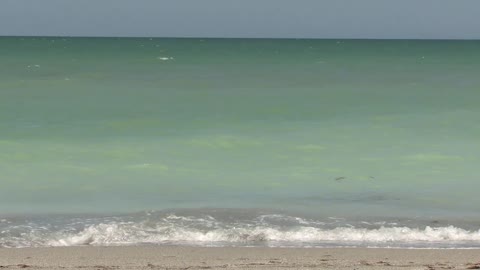 waves at Venice beach FL