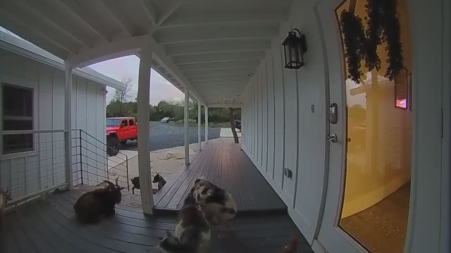 Goat Rings Our Doorbell and Waits Patiently for Its Person