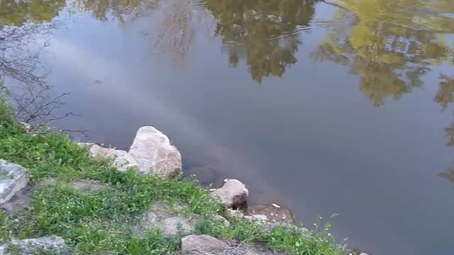 Cat fishing 1