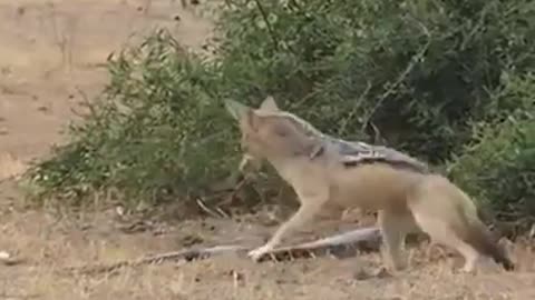 Honey badger python and jackal fight