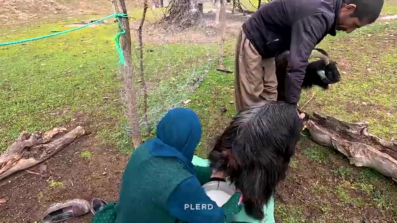 MILKING the GOATS by the NOMADIC WOMAN by the HAND and HAVING LUNCH on a RAINY DAY