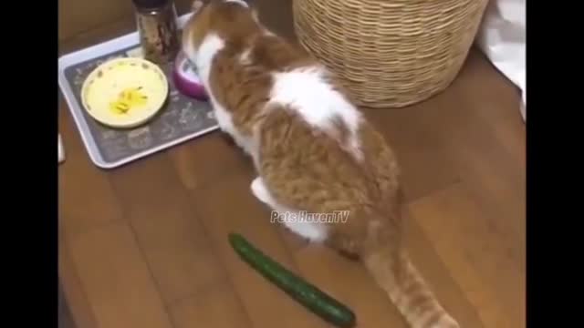 Cats vs Cucumbers Part 2