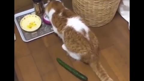 Cats vs Cucumbers Part 2