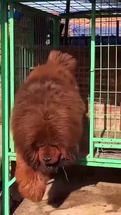 Baby Dogs 🐶 Cute and Funny Dog Videos Puppy Dogs Compilation4