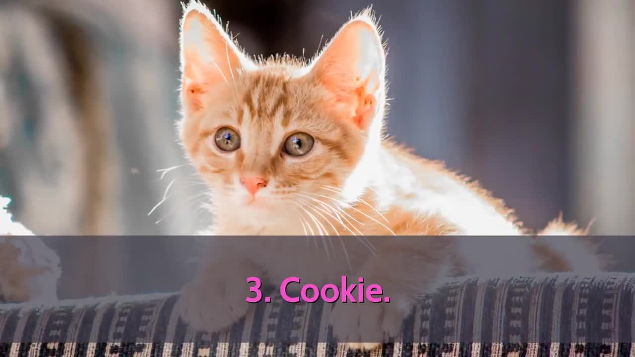 Cutest cat names for your cat