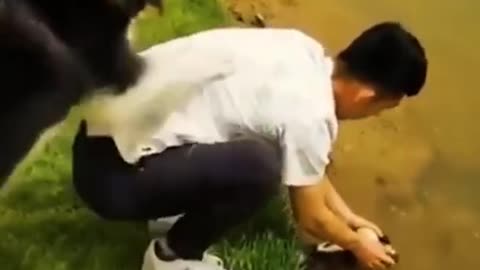 FUNNY ANIMALS VIDEOS TRY NOT TO LAUGH🤣|FUNNY CATS|FUNNY DOGS|FUNNY ANIMALS