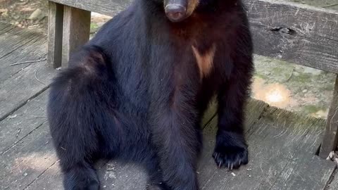 Bear Hangs Out on Woman's Deck