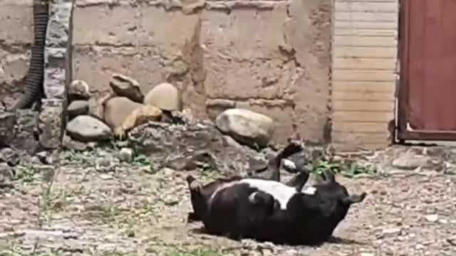 Funny boy dogs